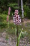 Bistorta officinalis. Верхушка побега с соцветием. Свердловская обл., Карпинский городской округ, 44 км дороги Карпинск - Кытлым, ниже турбазы \"Серебрянский Камень\", на берегу р. Лобва, выс. 300 м н.у.м. 18.07.2015.