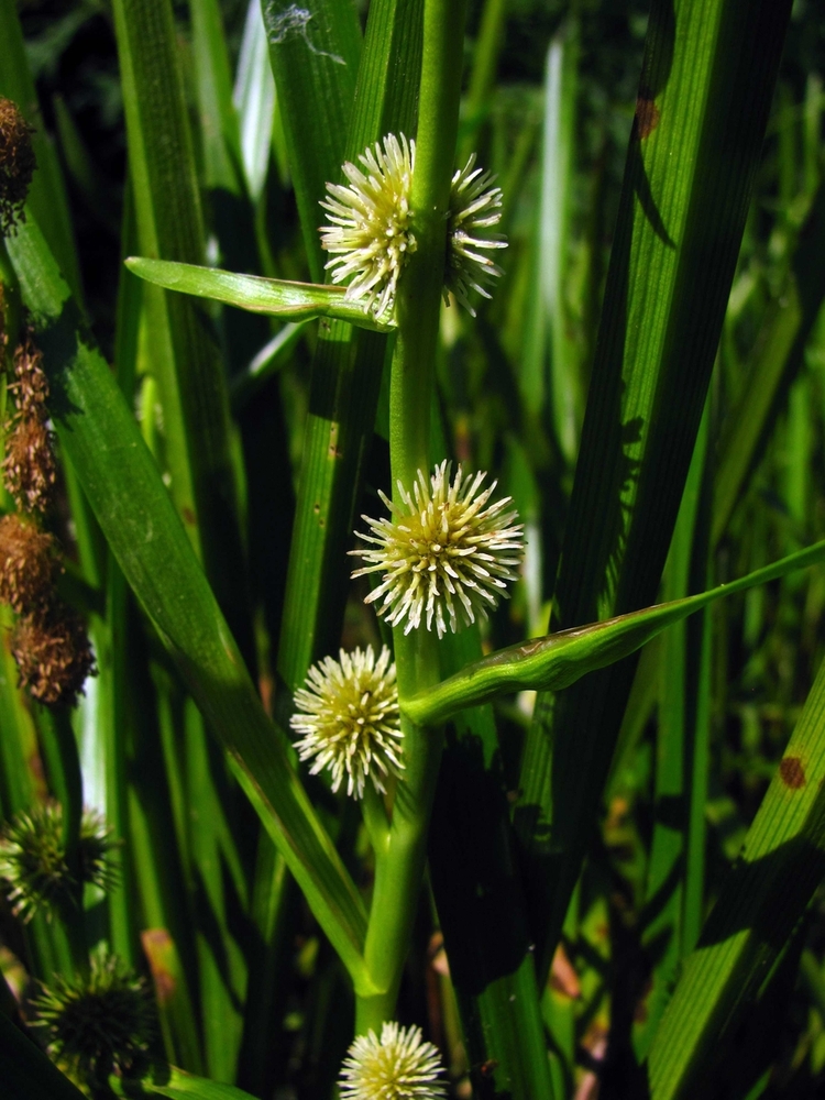 Image of Sparganium emersum specimen.