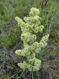род Galium