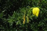 Ononis natrix подвид angustissima. Верхушка цветущего побега. Испания, Канарские о-ва, Гран Канария, муниципалитет Agüimes, ущелье Barranco de Guayadeque. 26 февраля 2010 г.