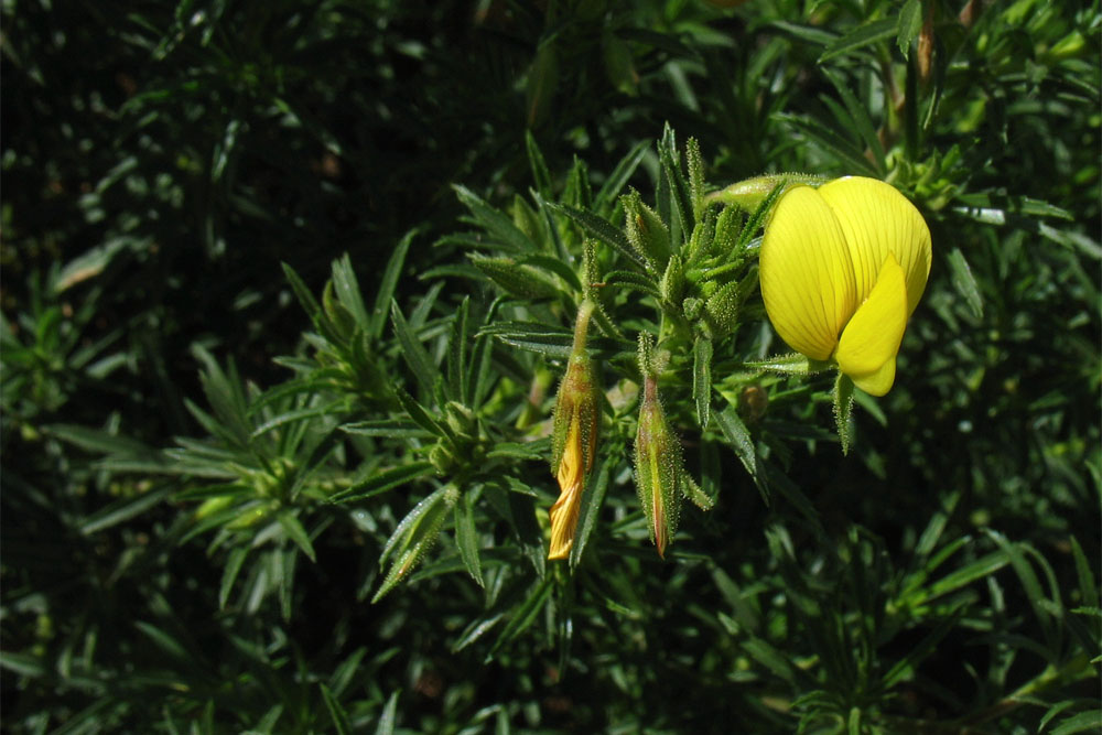 Изображение особи Ononis natrix ssp. angustissima.