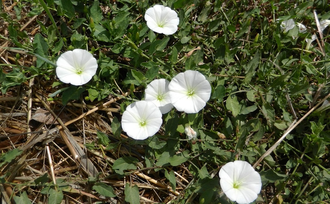 Image of Convolvulus arvensis specimen.