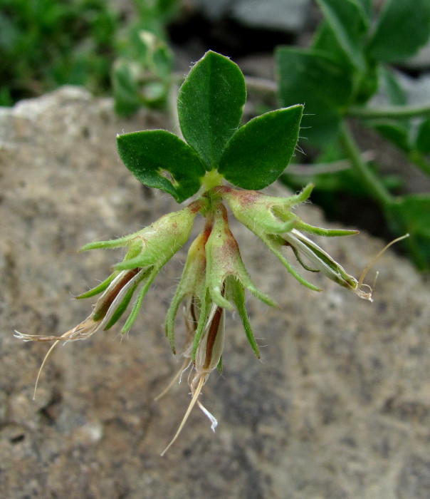 Image of Lotus caucasicus specimen.