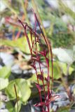 Epilobium hornemannii