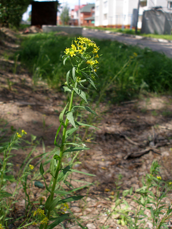 Image of Erysimum cheiranthoides specimen.