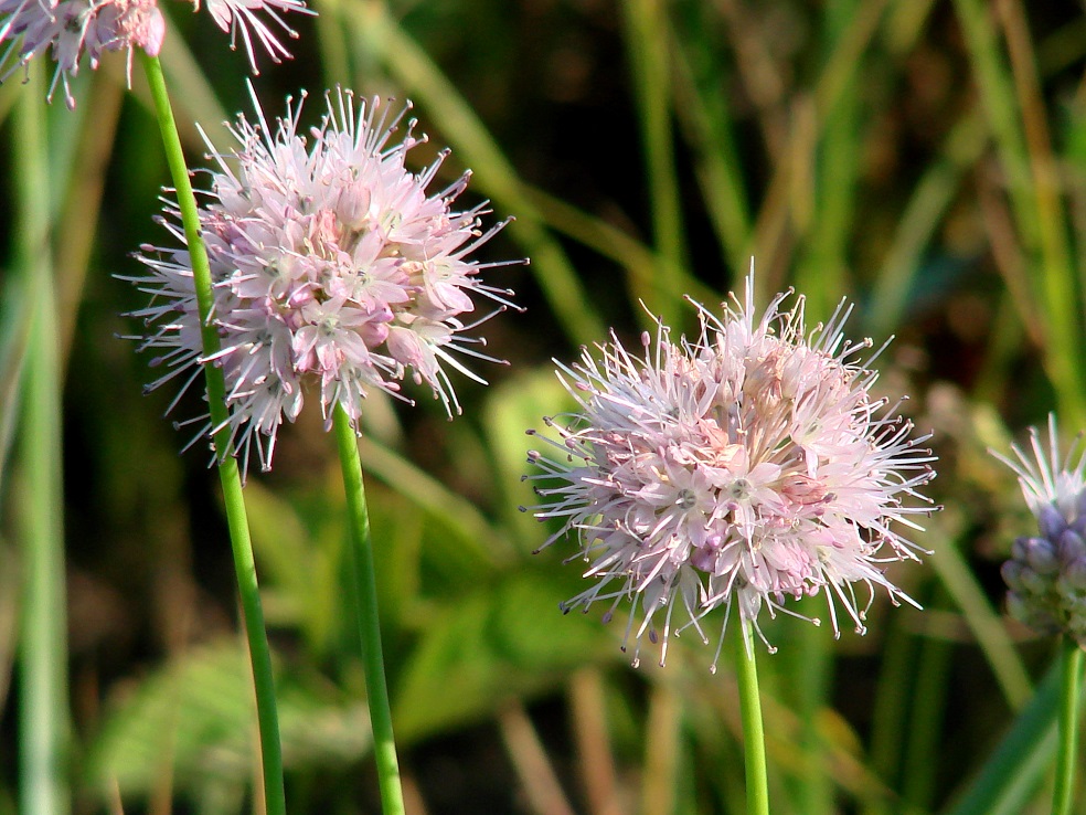 Изображение особи Allium splendens.