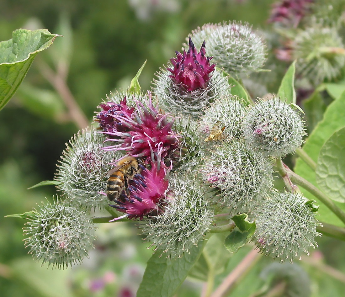 Изображение особи Arctium tomentosum.