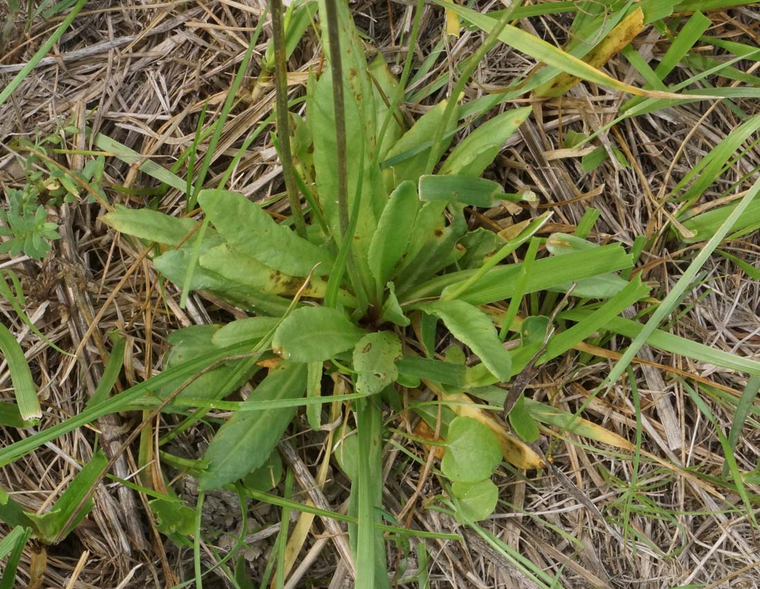 Изображение особи Primula algida.