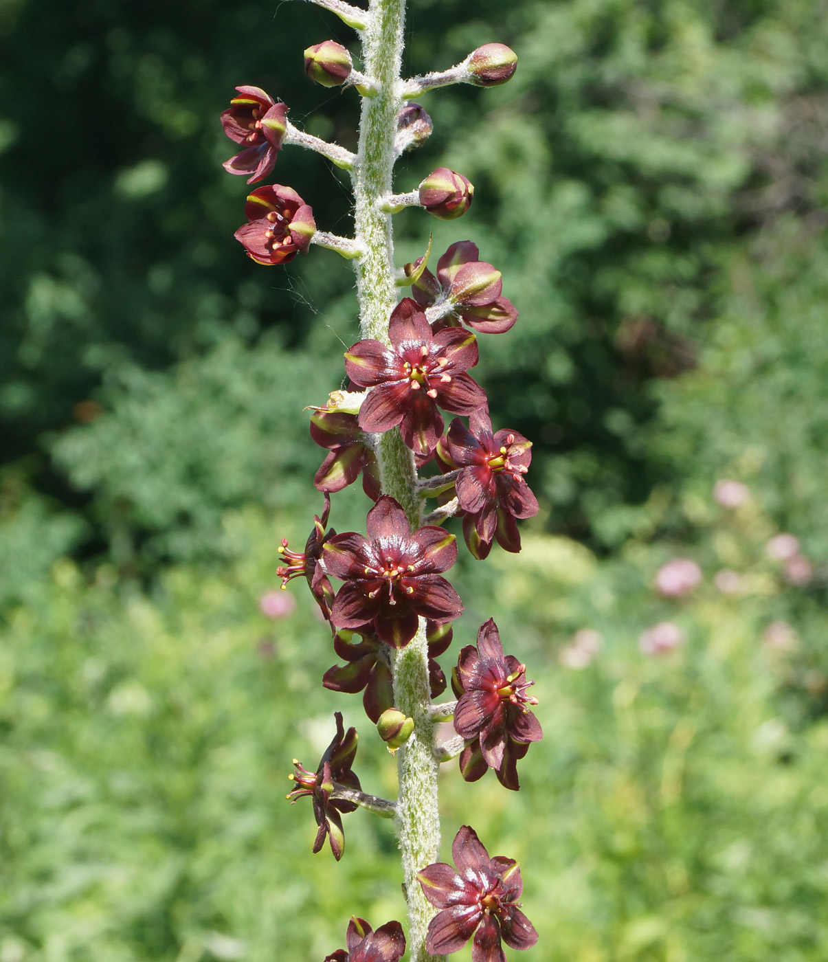 Изображение особи Veratrum nigrum.