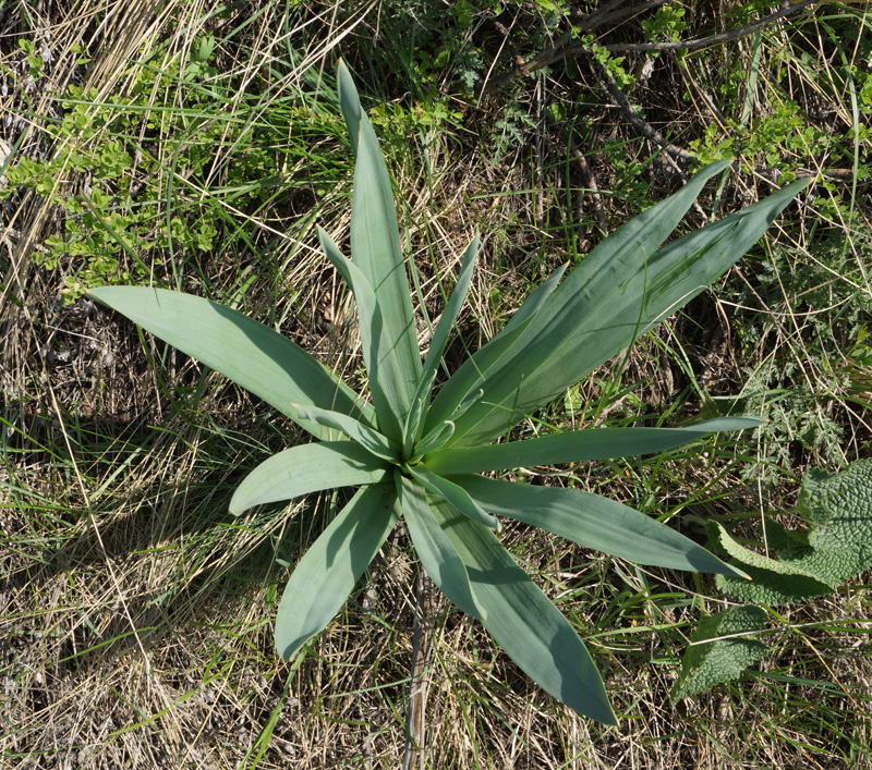 Изображение особи Eremurus altaicus.