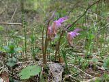 Calypso bulbosa. Цветущие растения в таёжном лесу. Свердловская обл., окр. г. Североуральск. 27.05.2007.