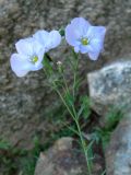 Linum komarovii. Верхушка цветущего растения. Якутия (Саха), Алданский р-н, левый берег р. Алдан в 5 км выше устья р. Тимптон. 19.06.2008.