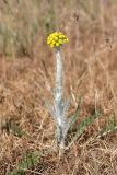 Pseudohandelia umbellifera. Расцветающее растение. Южный Казахстан, левый берег Сыр-Дарьи в 10 км выше Сюткента. 29.04.2015.