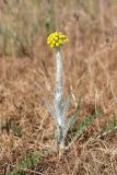 Pseudohandelia umbellifera