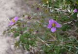 Fagonia cretica
