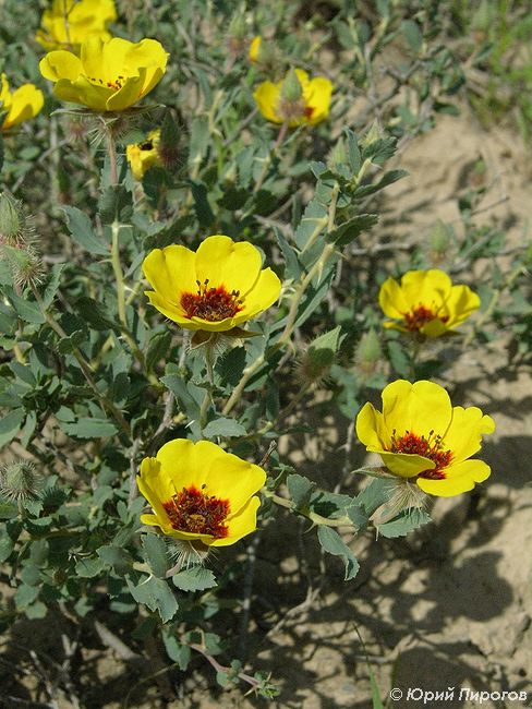 Image of Rosa persica specimen.