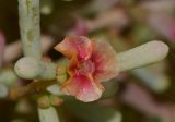 Salsola vermiculata