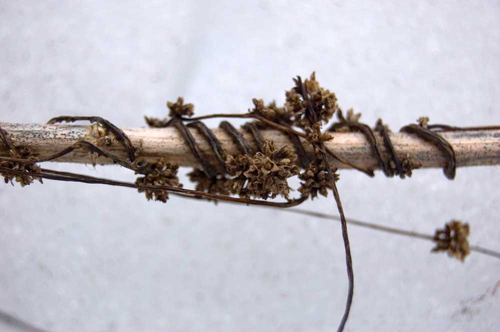 Image of Cuscuta europaea specimen.