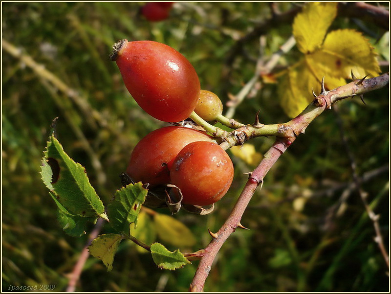 Image of Rosa dumalis specimen.