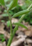 Cardamine tenera