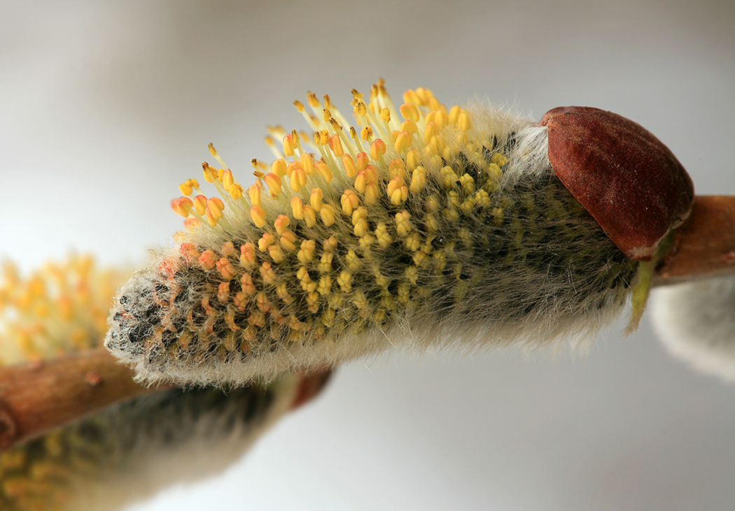 Изображение особи Salix cinerea.