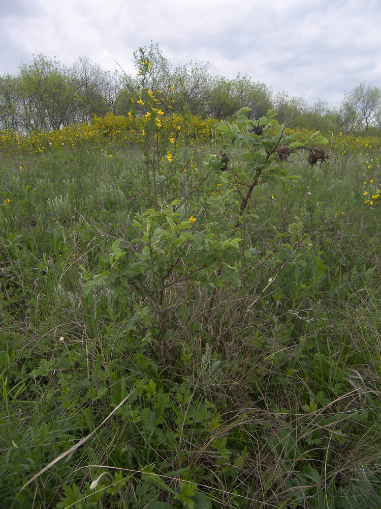 Image of Rosa subpomifera specimen.