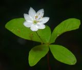 Trientalis europaea