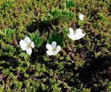 Rubus chamaemorus