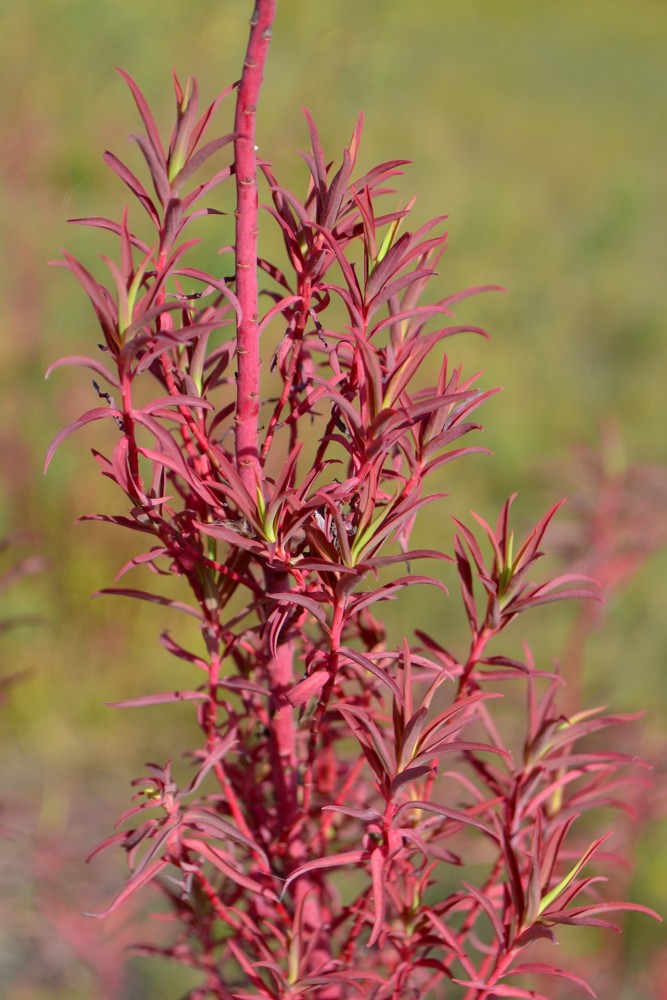 Изображение особи Euphorbia palustris.