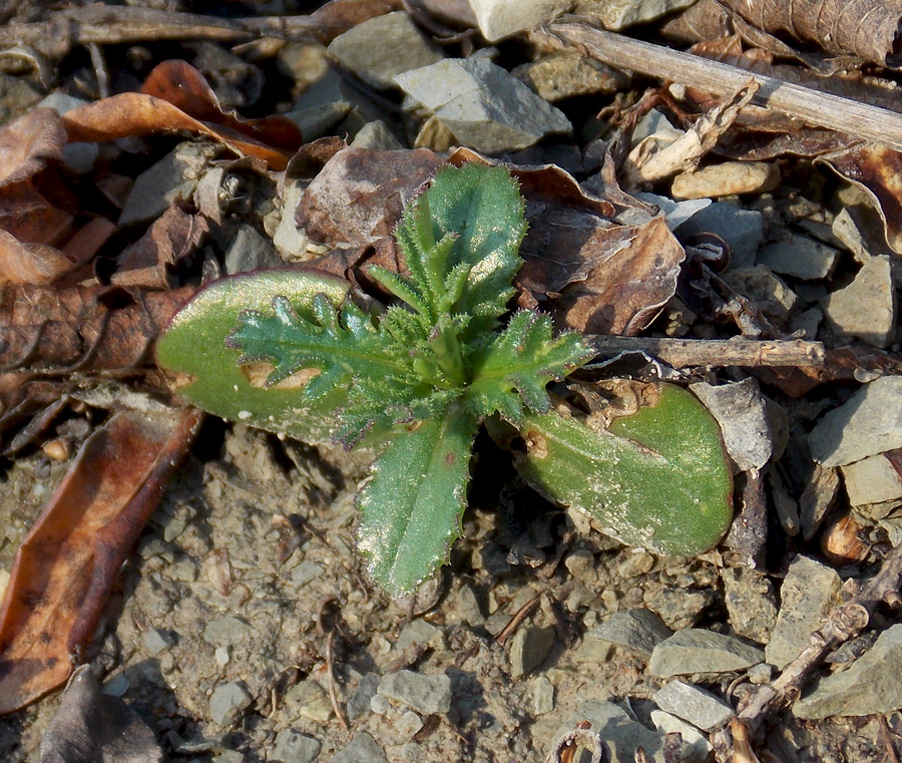 Image of Crupina vulgaris specimen.