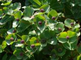 Euphorbia komaroviana
