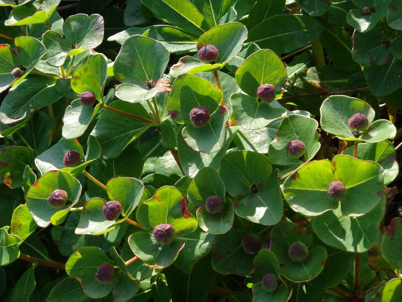 Image of Euphorbia komaroviana specimen.