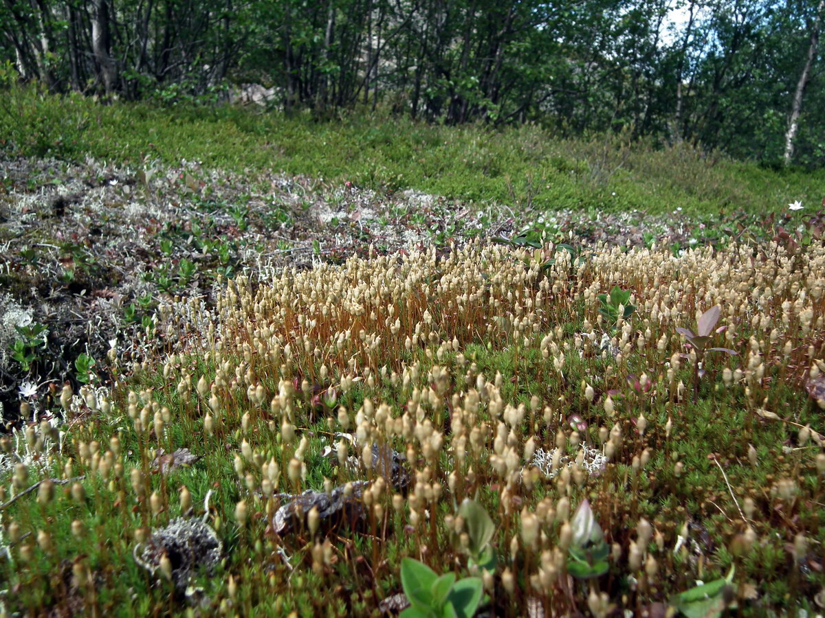 Изображение особи семейство Polytrichaceae.