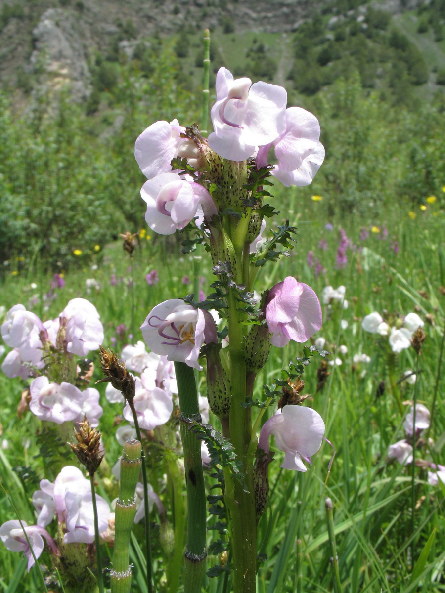 Изображение особи Pedicularis rhinanthoides.