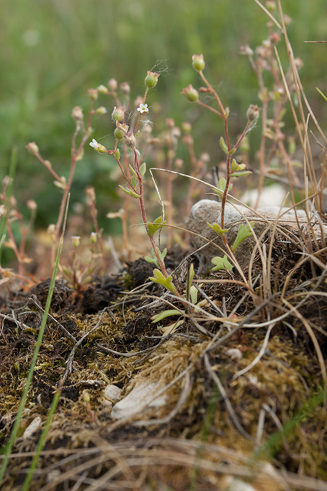 Изображение особи Saxifraga tridactylites.