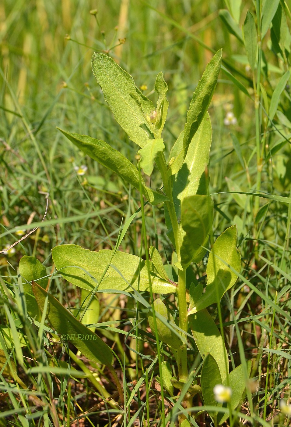 Изображение особи Sphaeranthus strobilifer.