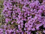 genus Thymus. Верхушки цветущих побегов. Иркутская обл., Иркутский р-н, окр. дер. Позднякова, сухой луг. 08.07.2016.