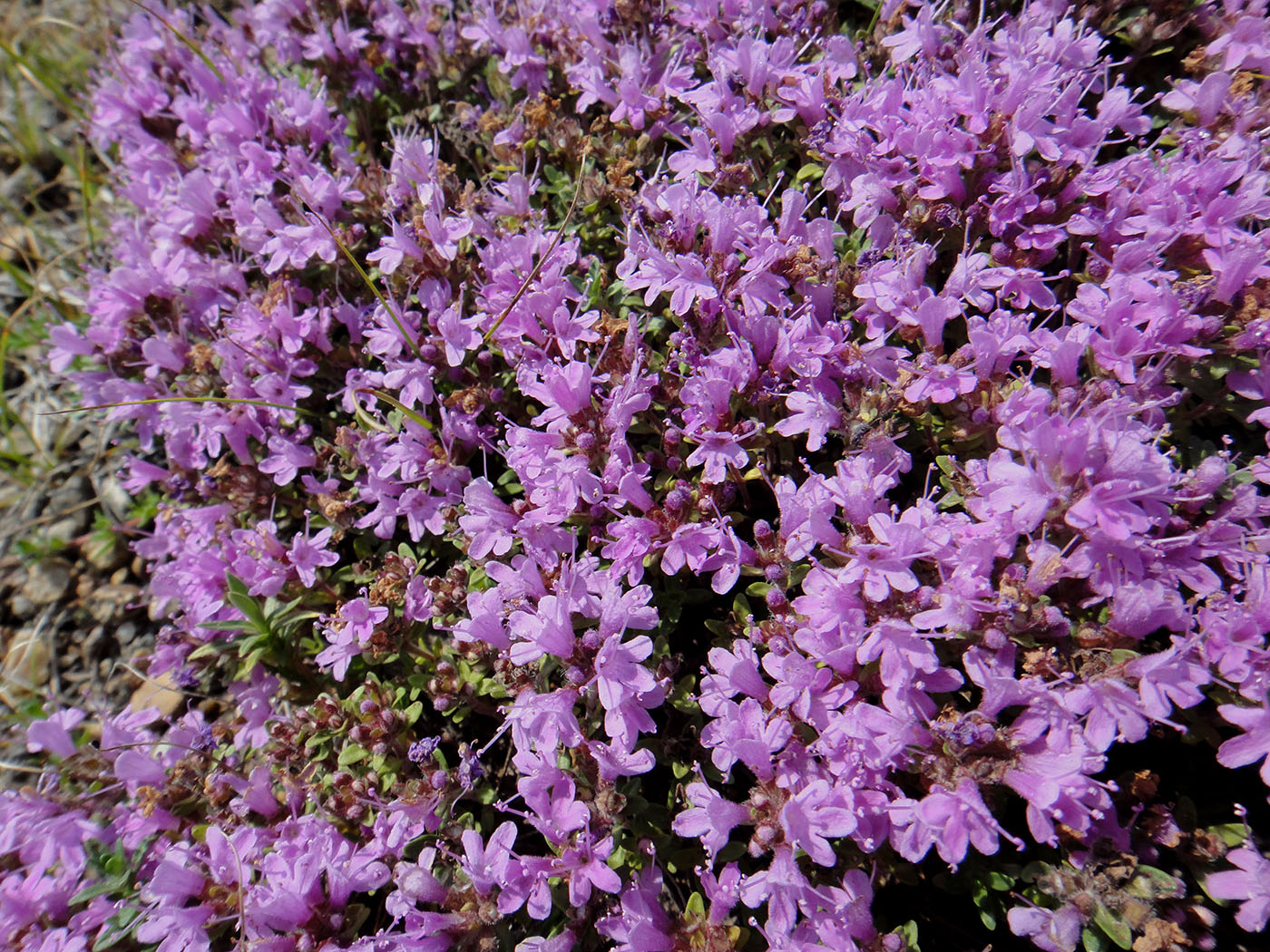 Image of genus Thymus specimen.