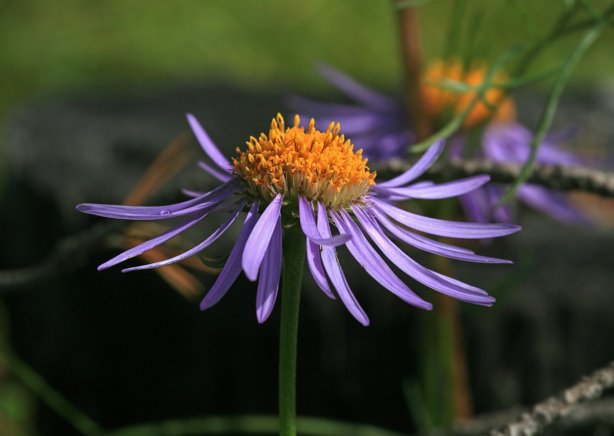 Изображение особи Aster serpentimontanus.