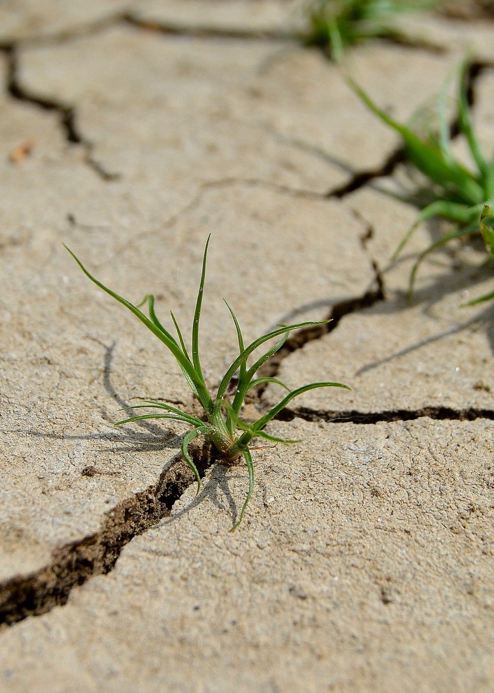 Изображение особи Cyperus michelianus.