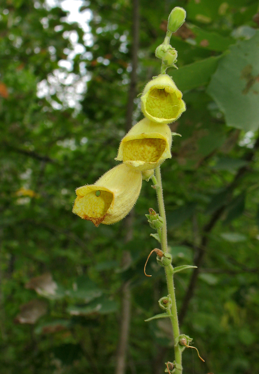 Image of Digitalis grandiflora specimen.