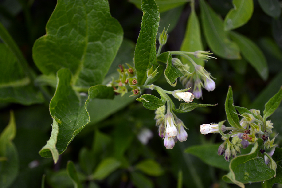 Image of Symphytum &times; uplandicum specimen.