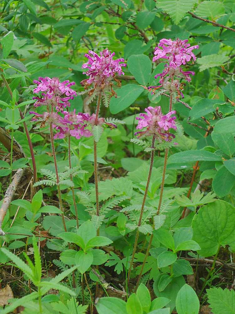 Изображение особи Pedicularis verticillata.