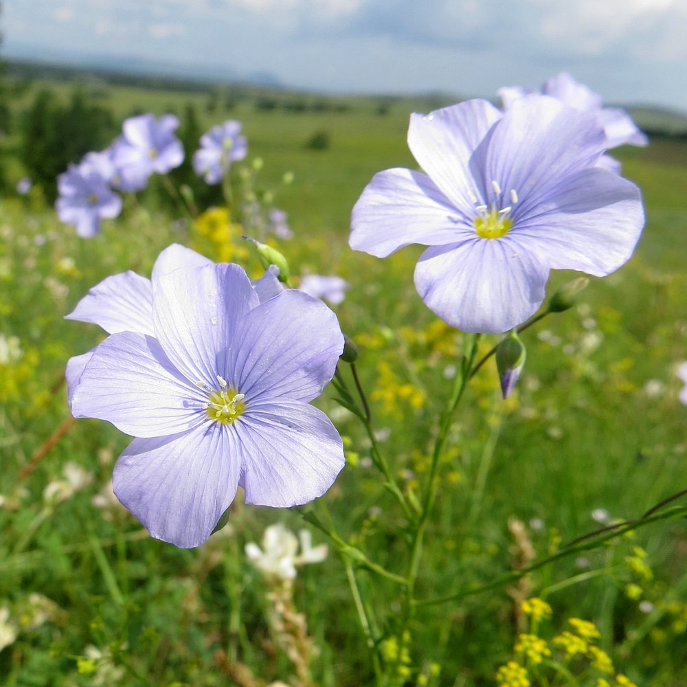 Изображение особи Linum perenne.