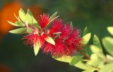род Callistemon
