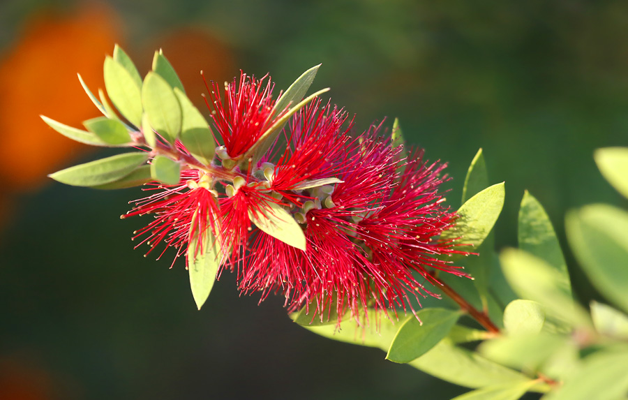 Изображение особи род Callistemon.