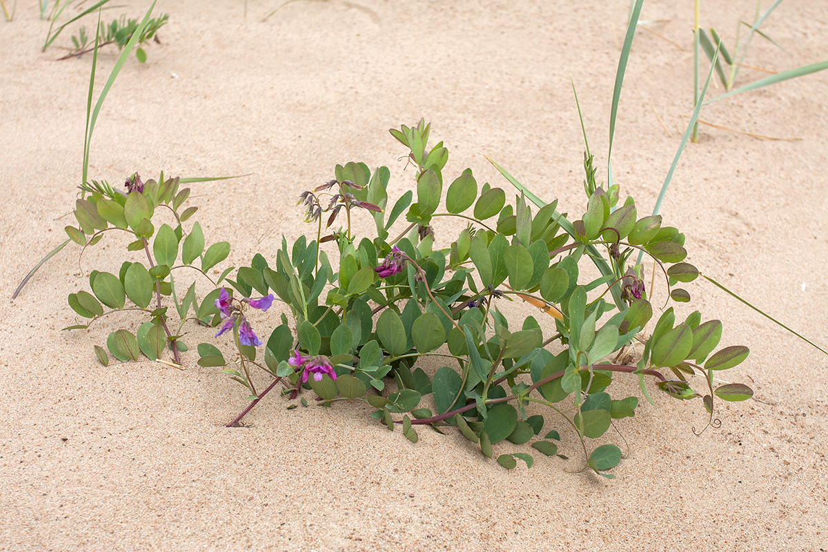 Image of Lathyrus japonicus ssp. pubescens specimen.