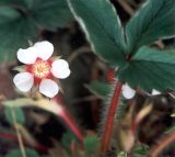 Potentilla micrantha