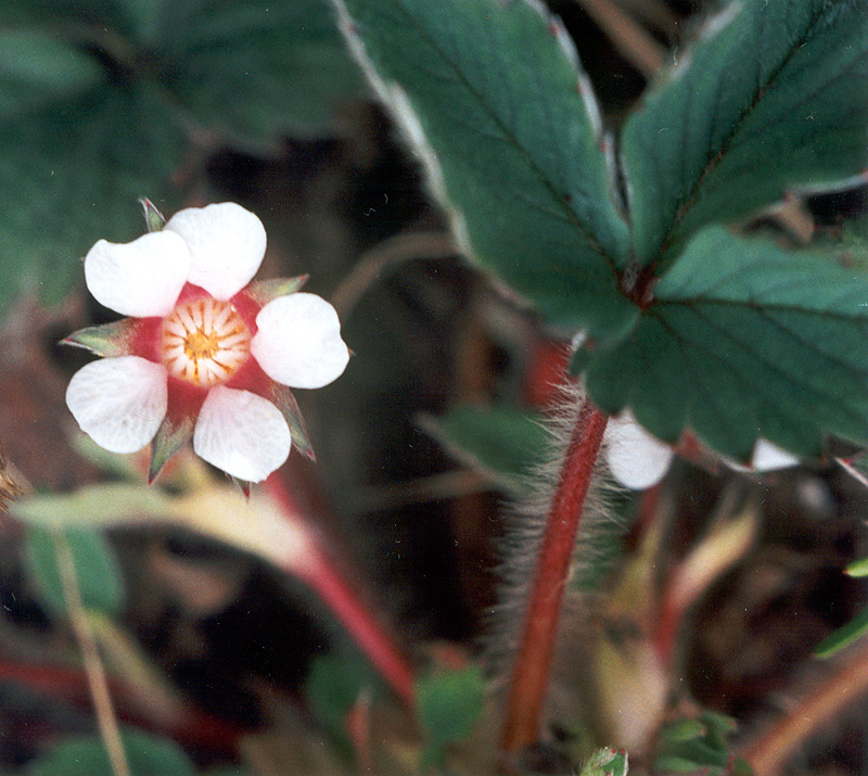 Изображение особи Potentilla micrantha.