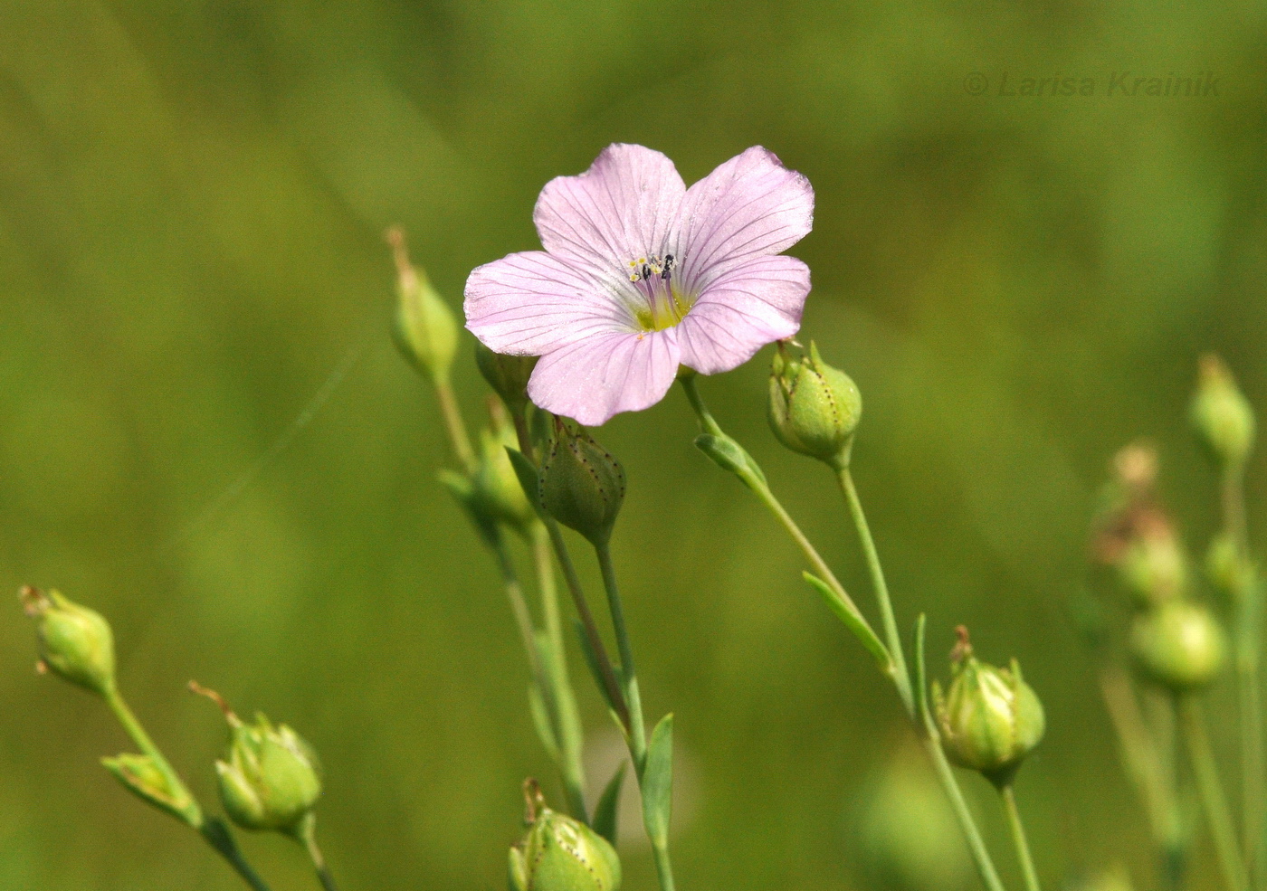 Image of Linum stelleroides specimen.